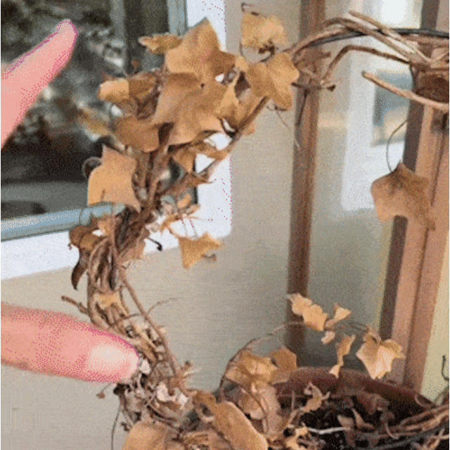UV-Resistant Outdoor Flowers | Zero Maintenance Color | 50% OFF Today